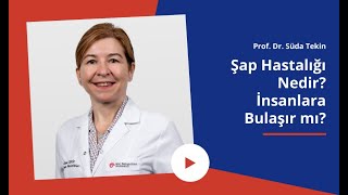 Şap Hastalığı Nedir? İnsanlara Bulaşır mı? | Prof. Dr. Süda Tekin