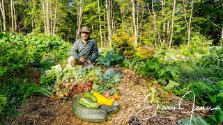 Vegetable Garden in the Forest, August Update | Self Sufficiency