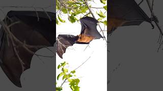 Flying Fox - one of the largest bat in the world #wildlife #bats #nature #photography #flying #fox