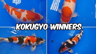 All Best Koi in the Kokugyo Class - All Japan Koi Show 2024