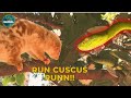 Can a Cuscus Escape from Viper Attack | Trans7 Global (19/09/24)