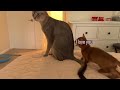 baby abyssinian kitten talking to mother cat 🐈 meows and other sounds ❤️