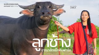 อาณาจักรบิ๊กคิมฟาร์ม ควายงามควายยักษ์ 5พระกาฬ อีสานเหนือ หัวใจคนรักควาย