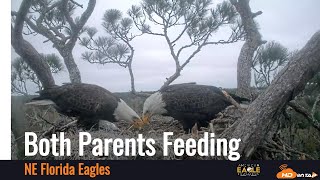 NEFL Eagles - Both Parents Feed NE31 01/22/25