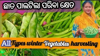 ଛାତ ପାଲଟିଲା ପରିବା କ୍ଷେତ|| All Types Winter Vegetables Harvesting#𒆜foryou  @namitaskitchengarden9693