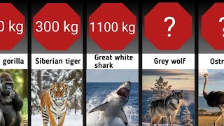 Unbelievable! These wild animals weigh more than you think