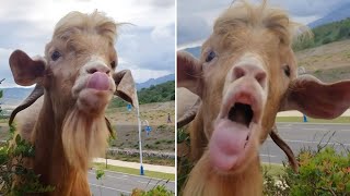 Hilarious Conversation Between Goat And Farmer