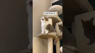 맹수같은 고양이랑 살면 이런 느낌입니다 Scary Cat