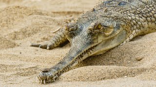 GHARIAL - Ancient Guardians of the River