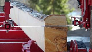 The timber log placement on the bandsaw mill