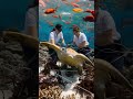 coral reef heroes rescuing a turtle from danger 🐢🌊 marinerescue shorts