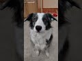 what is zoey waiting for watch and find out. bordercollie