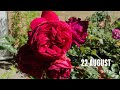 英伦玫瑰 ｜ 8月底的玫瑰 ｜ 大卫奥斯汀玫瑰 ｜ David Austin Rose