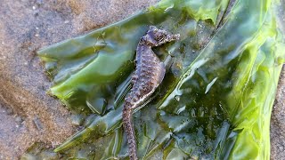 纹铭赶海：退潮后偶遇搁浅海马，萌化了，还有大蛏子王，真过瘾