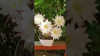 ‎@flowerszoneforever Echinopsis Subdenudata  cactus in beautiful bloom #flowerszone  #cactus