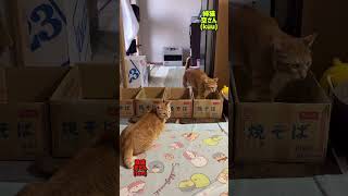 妹猫の気配を感じた‼︎姉猫の動き😹#shorts