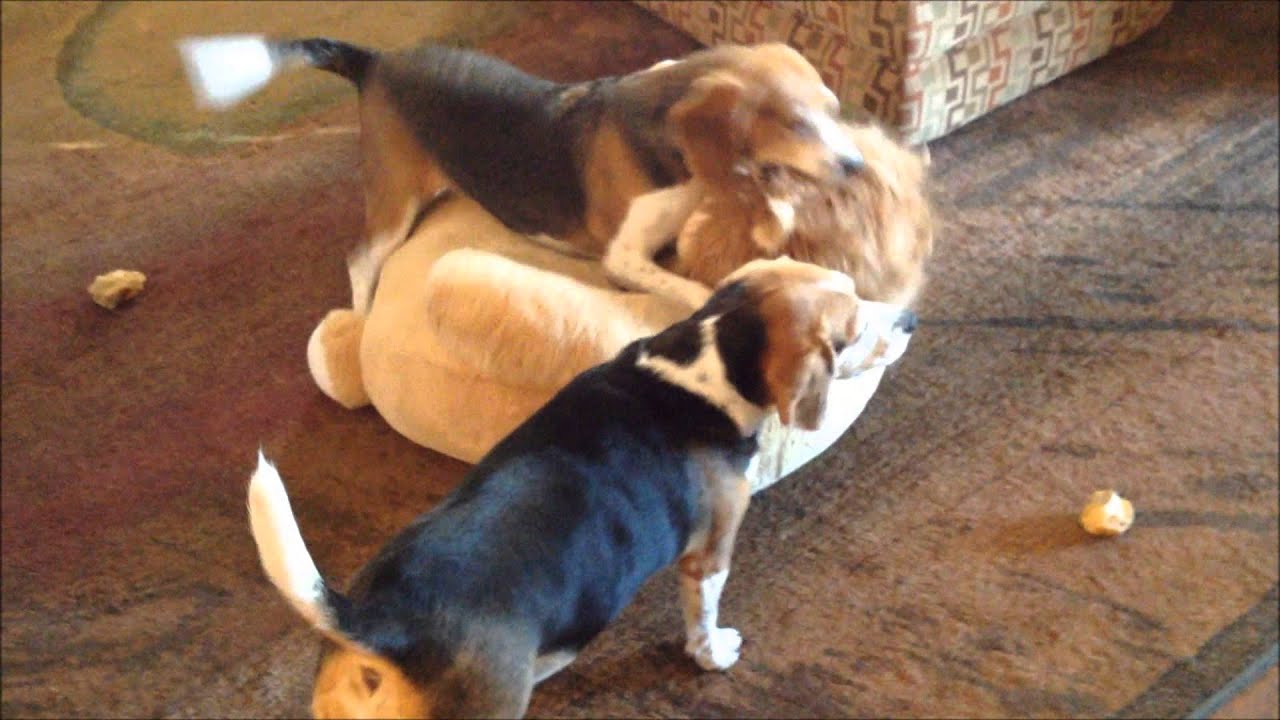 Brian And Betsy Beagle Play Fighting 2 - YouTube