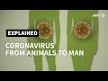 From animals to man: the emergence of a new coronavirus | AFP