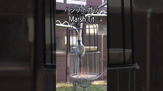 ハシブトガラMarsh Tit #birdfeeder #野鳥 #ハシブトガラ