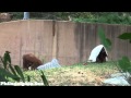 Philadelphia Zoo Orangutan Family - Blanket Time