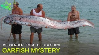 Oarfish Mystery: Messenger from the Sea God's | TODAY I READ