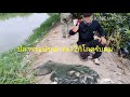 ep.60 ตกปลาที่บ่อกึ่งธรรมชาติ มาสำรวจขนาดปลา ด้วยเหยื่อหมานครับ