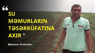 Biləsuvar fermerləri: Su probleminə görə əkin sahələrimiz “külə dönüb”