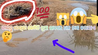 ଚାଲନ୍ତୁ ଦେଖିବା କେମିତି ନୂଆ ଭାବରେ ଧାନ ଚାଷ କରାଯାଏ 💫#SR_smaller