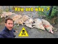 Liver Fluke Lessons Learned!   #sheep #farming #farmlife