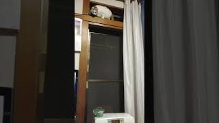 ぽっちゃり猫でも大ジャンプ #Shorts