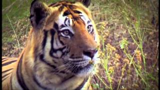 Russian Tiger Summit: A Plea to Save the Last of the World's Wild Tigers