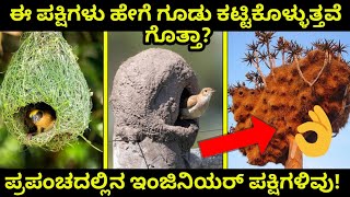 ಈ ಪಕ್ಷಿಗಳು ಎಷ್ಟು ಸುಂದರವಾಗಿ ಗೂಡು ಕಟ್ಟಿಕೊಳ್ಳುತ್ತವೆ ಗೊತ್ತಾ? Hakkigala Gudu | Gubbacchi Goodu