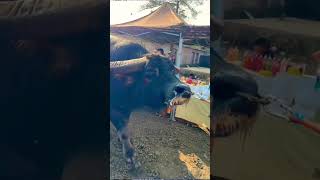 World Heaviest Bull 🐂💪 #shorts #ytshorts #viralshorts #trendingshorts #bullwar