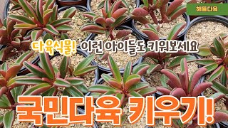 [해뜰다육/향기보기]홍페페,아악무,아도데스,미니벨,덴트라쨈#다육소품#다육키우기