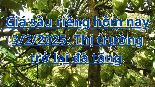 Giá sầu riêng hôm nay 3/2/2025: Thị trường trở lại đà tăng.