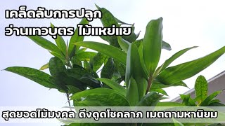 🪴เคล็ดลับการปลูก #ว่านเทวบุตร #ไม้แหย่แย้ สุดยอด #ไม้มงคล ดึงดูดโชคลาภ @Amuletpura T : 081-143-3341