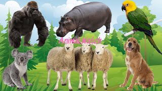 Bustling Animal World Sounds Around Us: Chimpanzee, Hippo, Parrot, Sheep, Koala, Dog - Animal Sounds