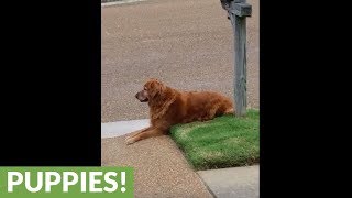 Dog patiently waits for mail truck to deliver mail