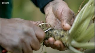 Kate Humble in Back to the Land ( Excerpt ) Part 1 - Wasabi farming