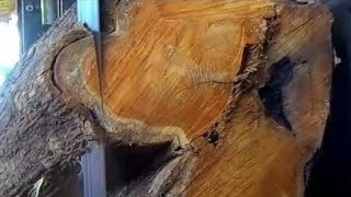 Senilai 88JT,kayu jati langka omset ratusan juta didatangkan langsung dari jepara & digergaji sawmil