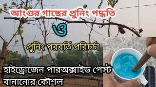 পর্ব: ৩০। আংগুর গাছের প্রুনিং পদ্ধতি ও পরবর্তি পরিচর্চা এবং হাইড্রোজেন পারঅক্সাইড পেস্ট বানানোর কৌশল