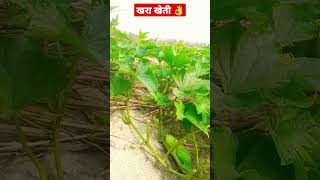 खीरा खेती #myfirstvlog #vlog #firstvlog #1st #rabinbhai #my_first_vlogs