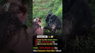😂🦍 Male Gorilla Grabs Girl's Hair, Gets Beat Up by His Female Gorilla! #viral #cute #animals #shorts