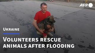 Ukrainian volunteers evacuate animals from flooded Kherson region | AFP