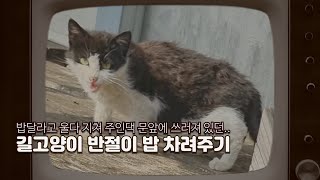 [실제상황] 배고픔에 지쳐 먹을 것 좀 달라고 울부짖다가 지쳐서 문앞에 쓰러져있던 시골고양이 반절이. 곧 양껏 맛있게 먹게 해주었다..