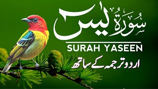 Surah  Yasin (Yaseen) | Surah Yaseen With Urdu Translation | Episode 108