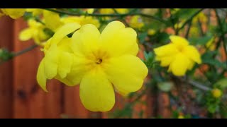 Carolina Jessamine in Bloom (Gelsemium Sempervirens)