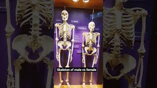 Skeleton of Male and Female