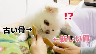 【大感激】新しい骨に突然すり替わった時の犬の反応が！！大喜び