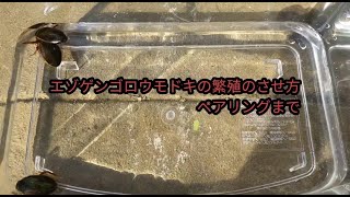 エゾゲンゴロウモドキの繁殖させ方　ペアリングまで